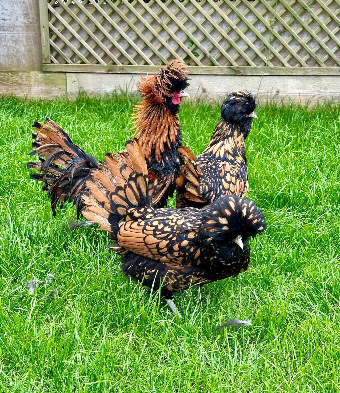 Gold laced polish frizzle bantam hatching eggs x 6