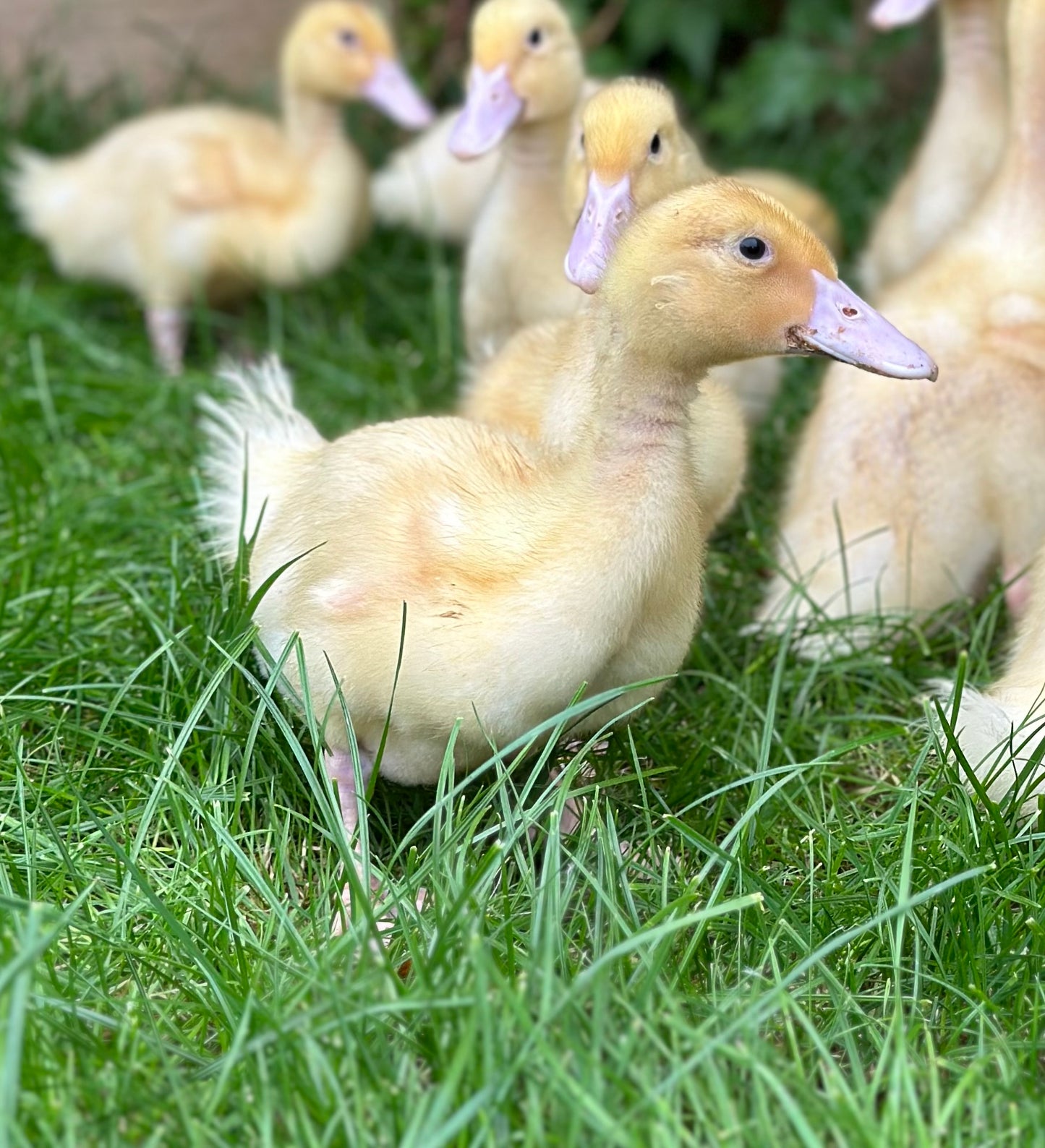 6 Aylesbury duck hatching eggs