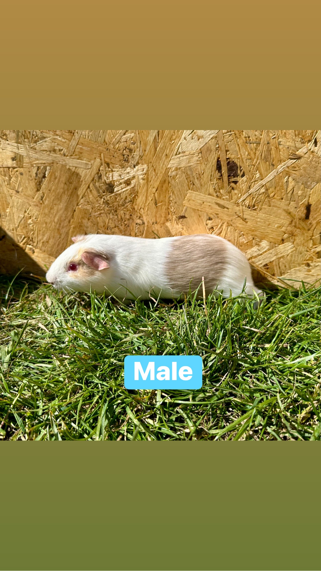 Male guinea pigs