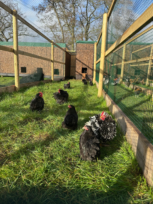 Black/mottled frizzle pekin hatching eggs