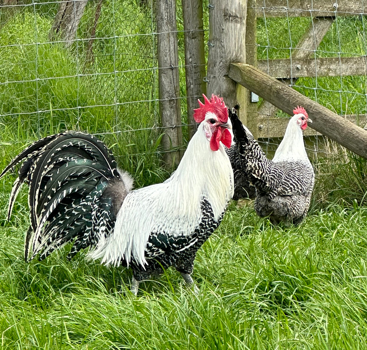 Silver Campine hatching eggs x 6