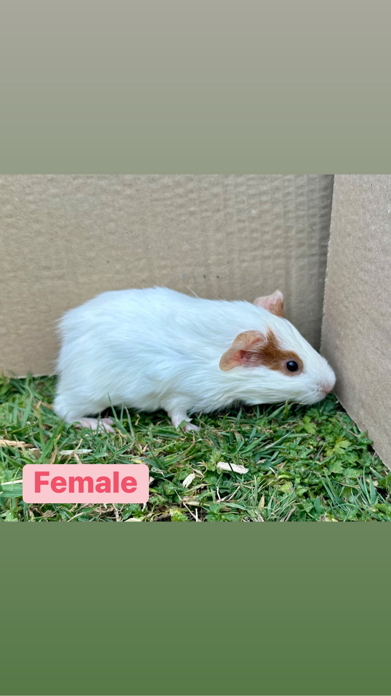 Female Guinea pigs