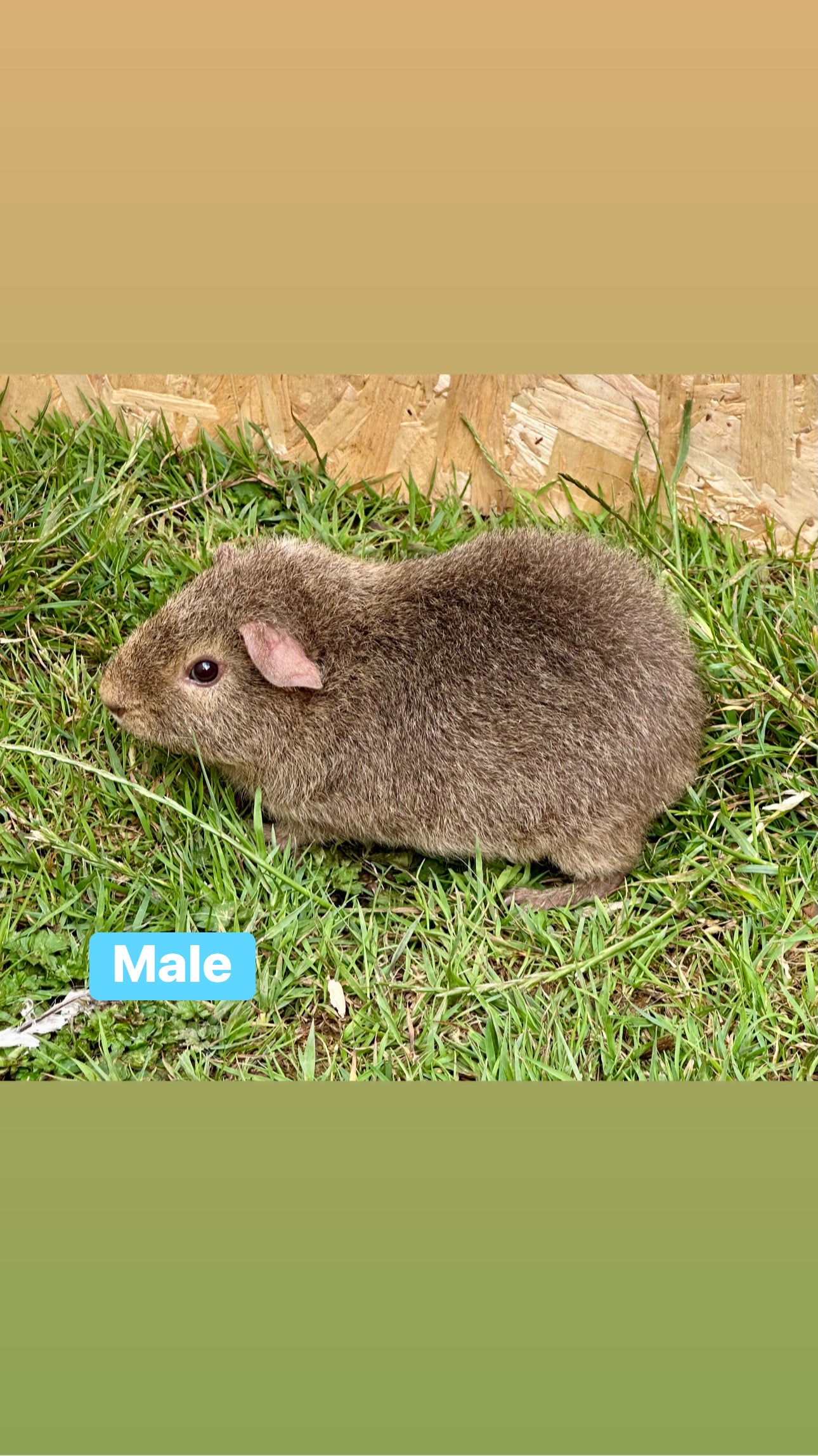 Male guinea pigs