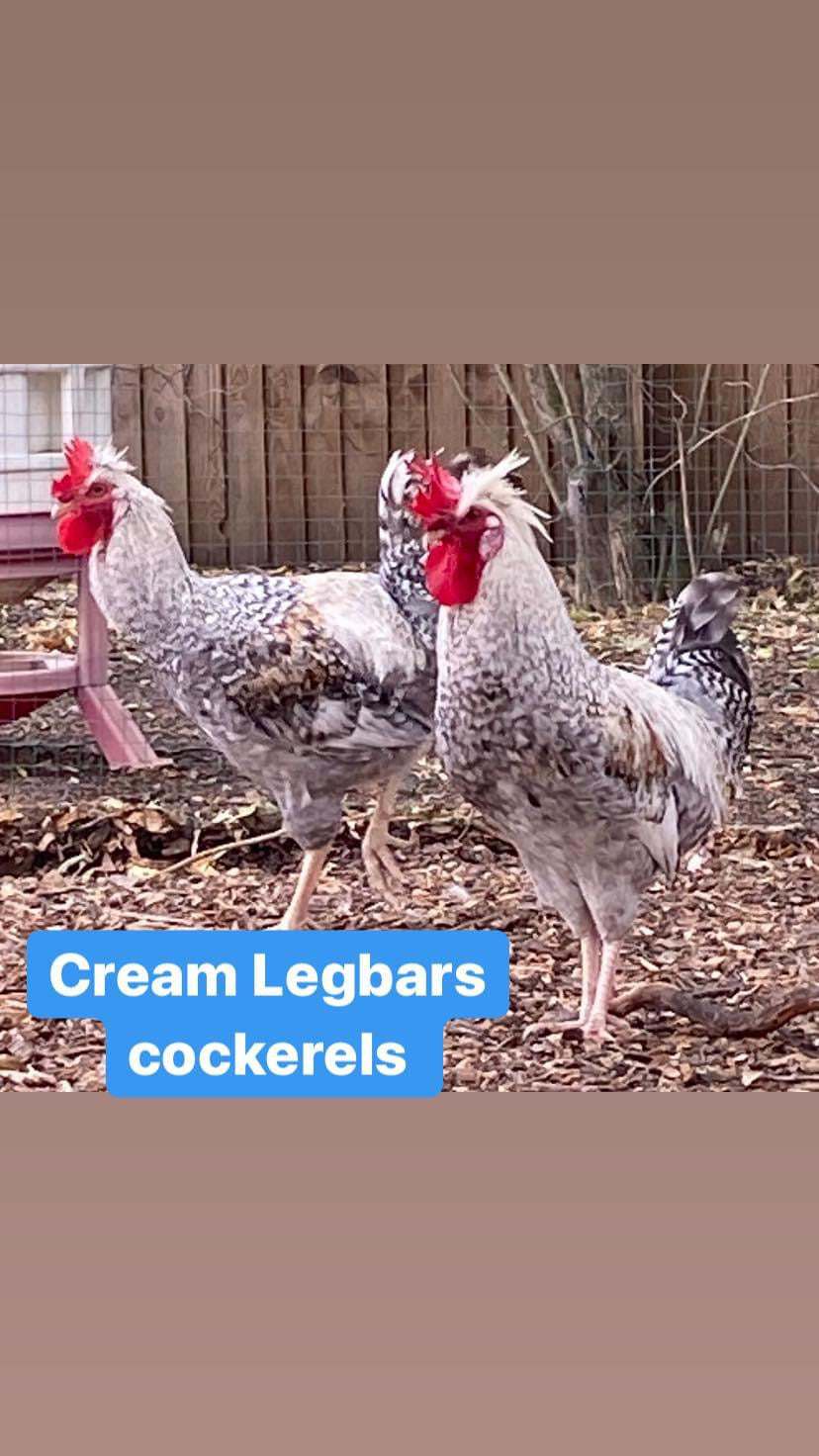 Cream Legbar Cockerel