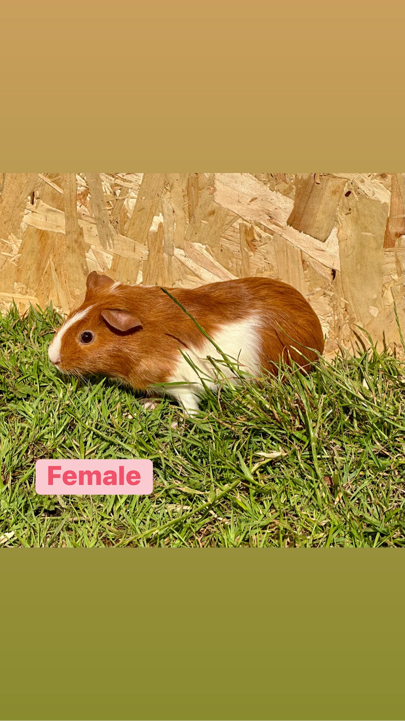 Female Guinea pigs