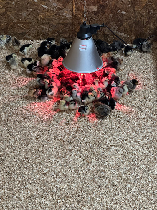 Day old female hybrid chicks (hatching 21st May)