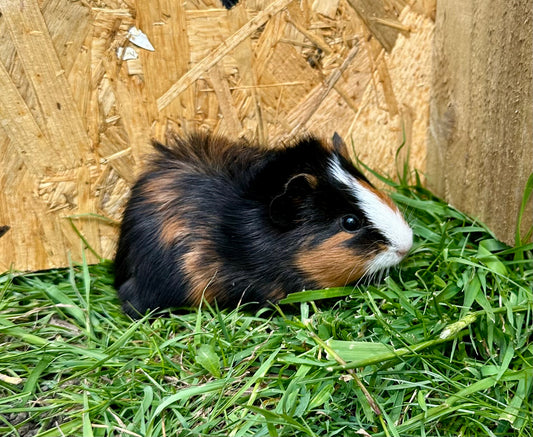 Female Guinea pigs