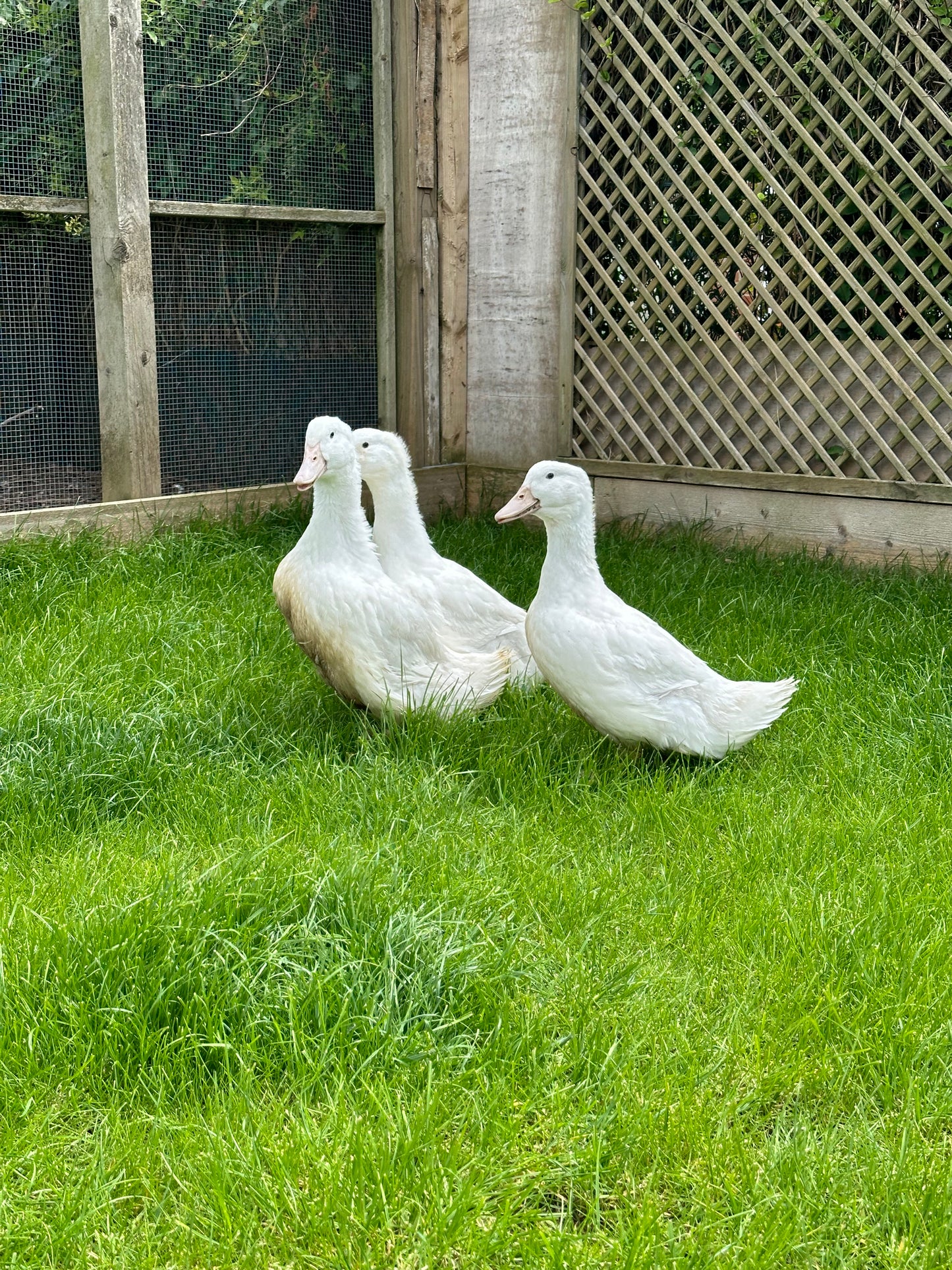 Point of lay Ducks