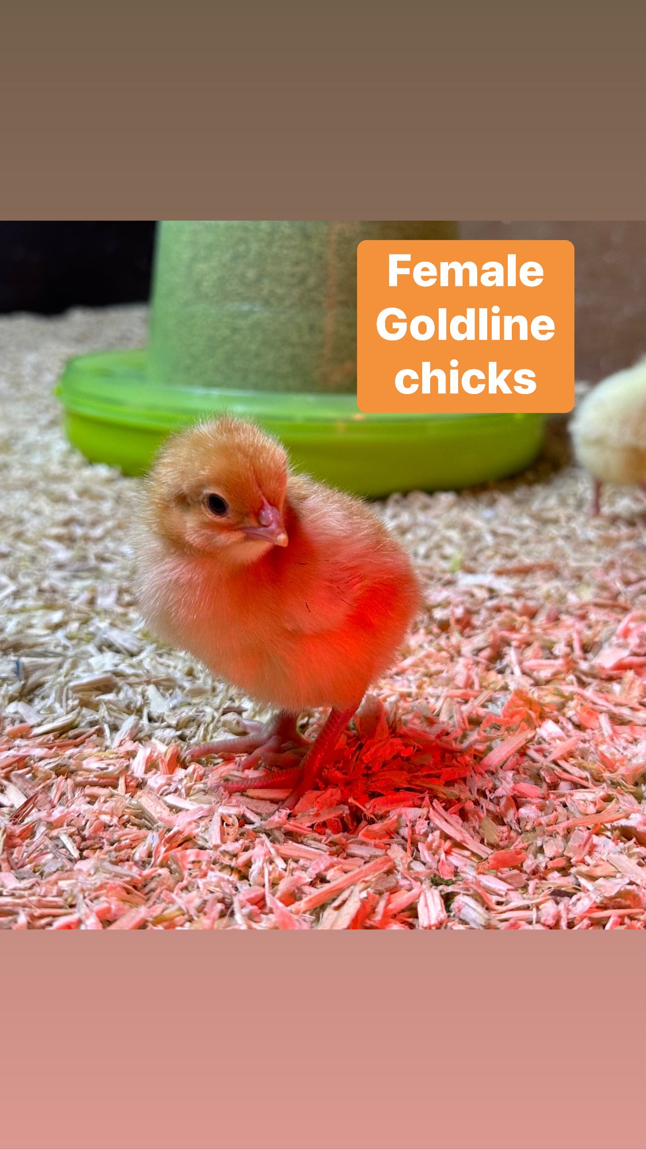 Female Goldline chicks (available 11th September)