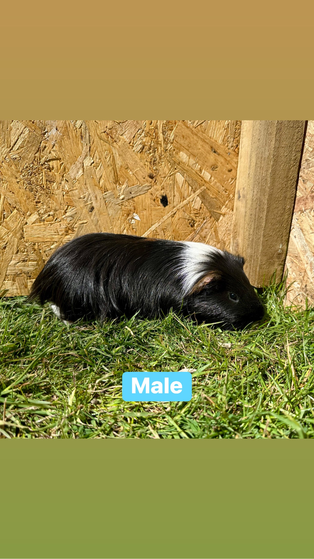 Male guinea pigs