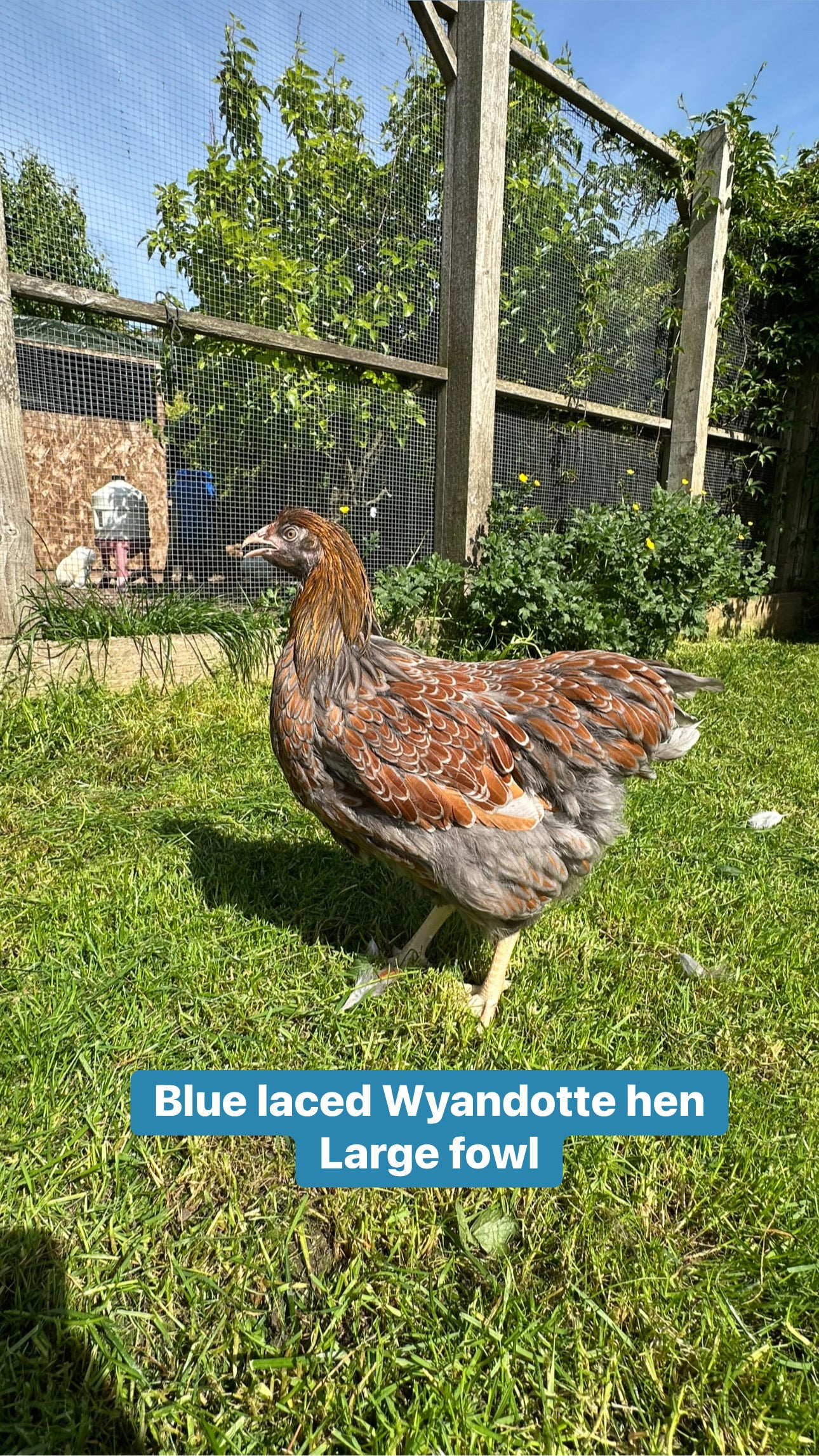 Wyandottes hens