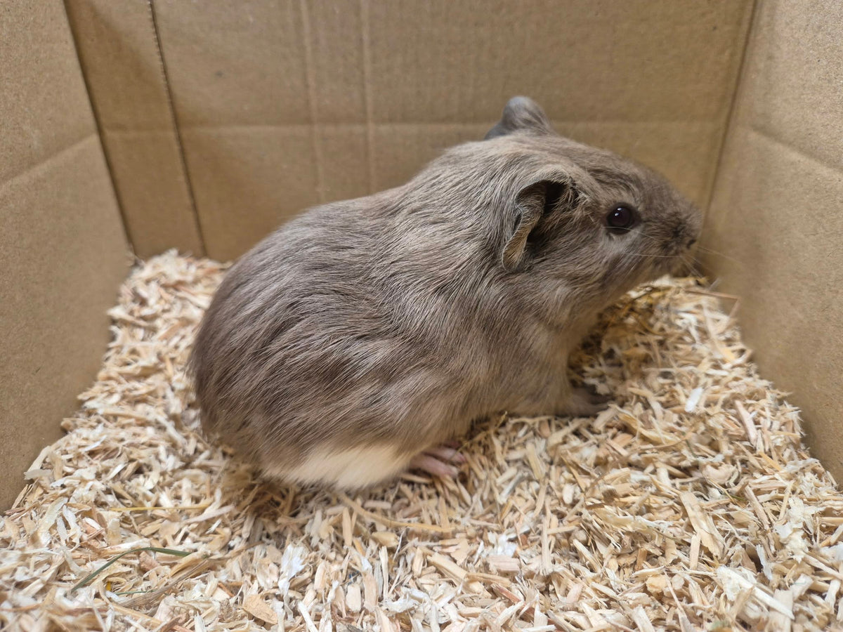 Female Guinea pigs