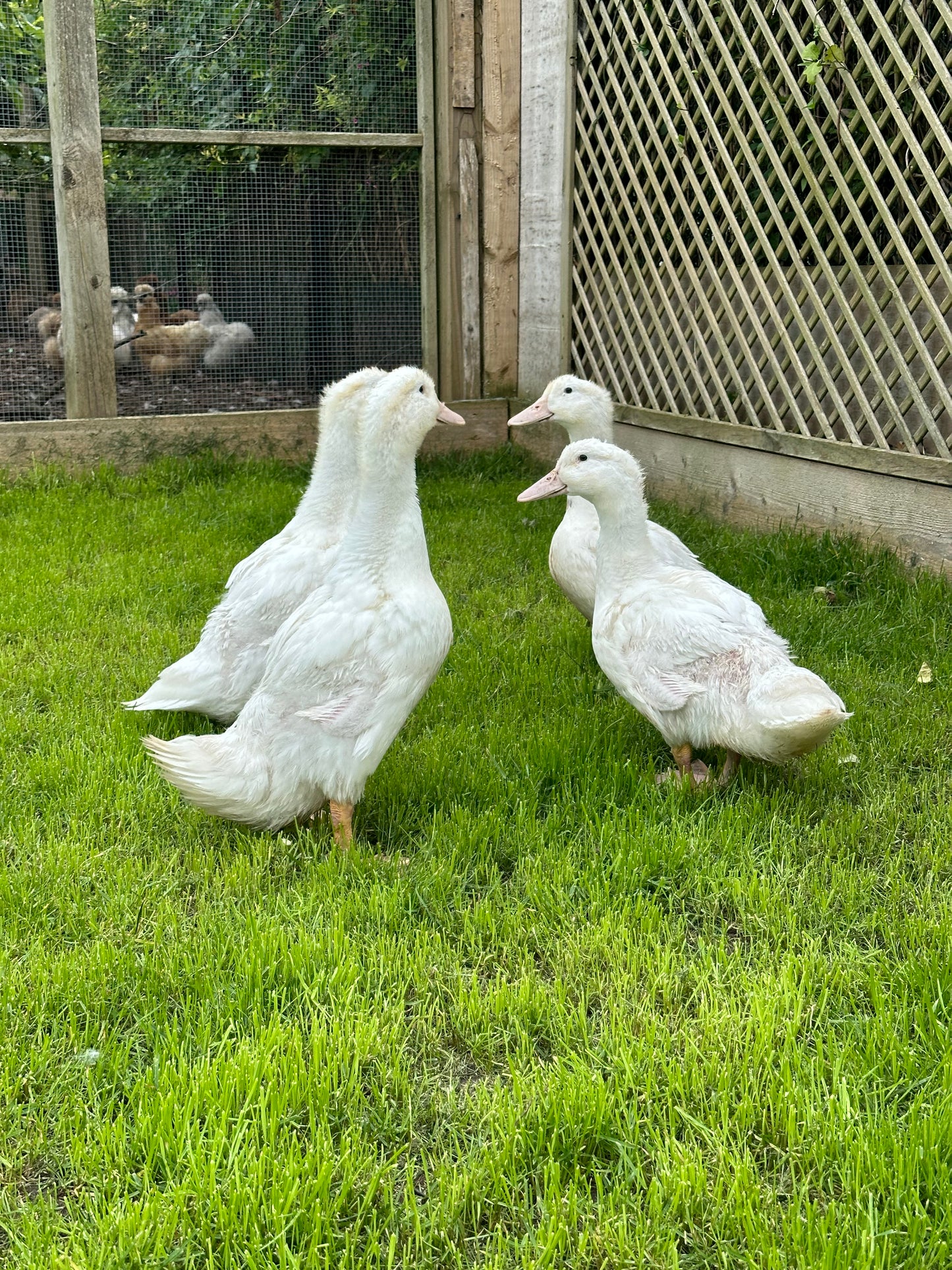 Point of lay Ducks