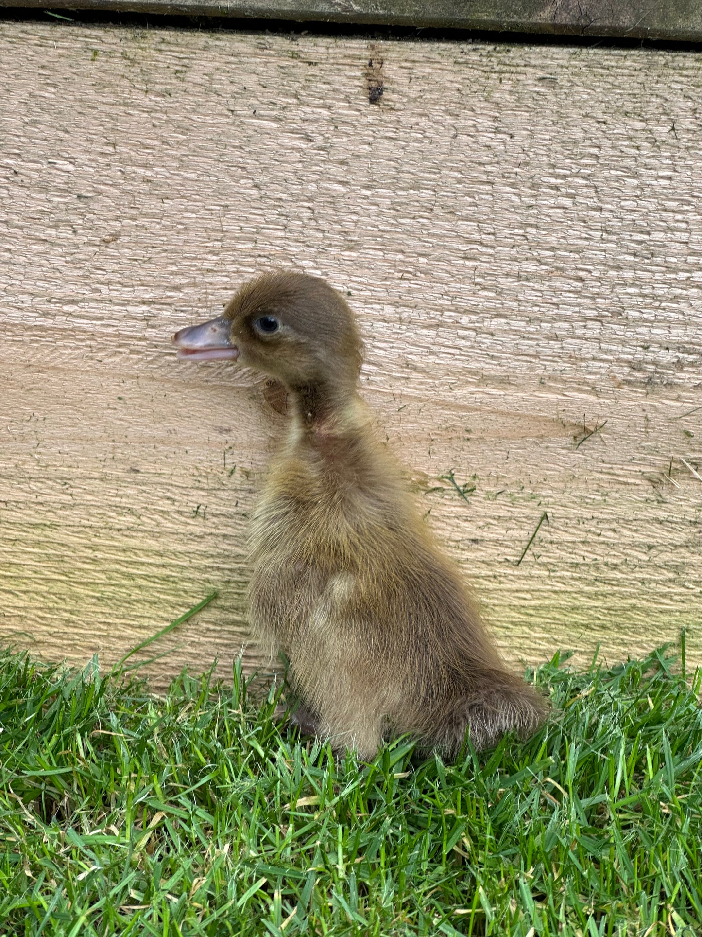 Female Indian runner ducklings