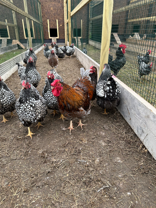 Wyandotte bantam hatching eggs