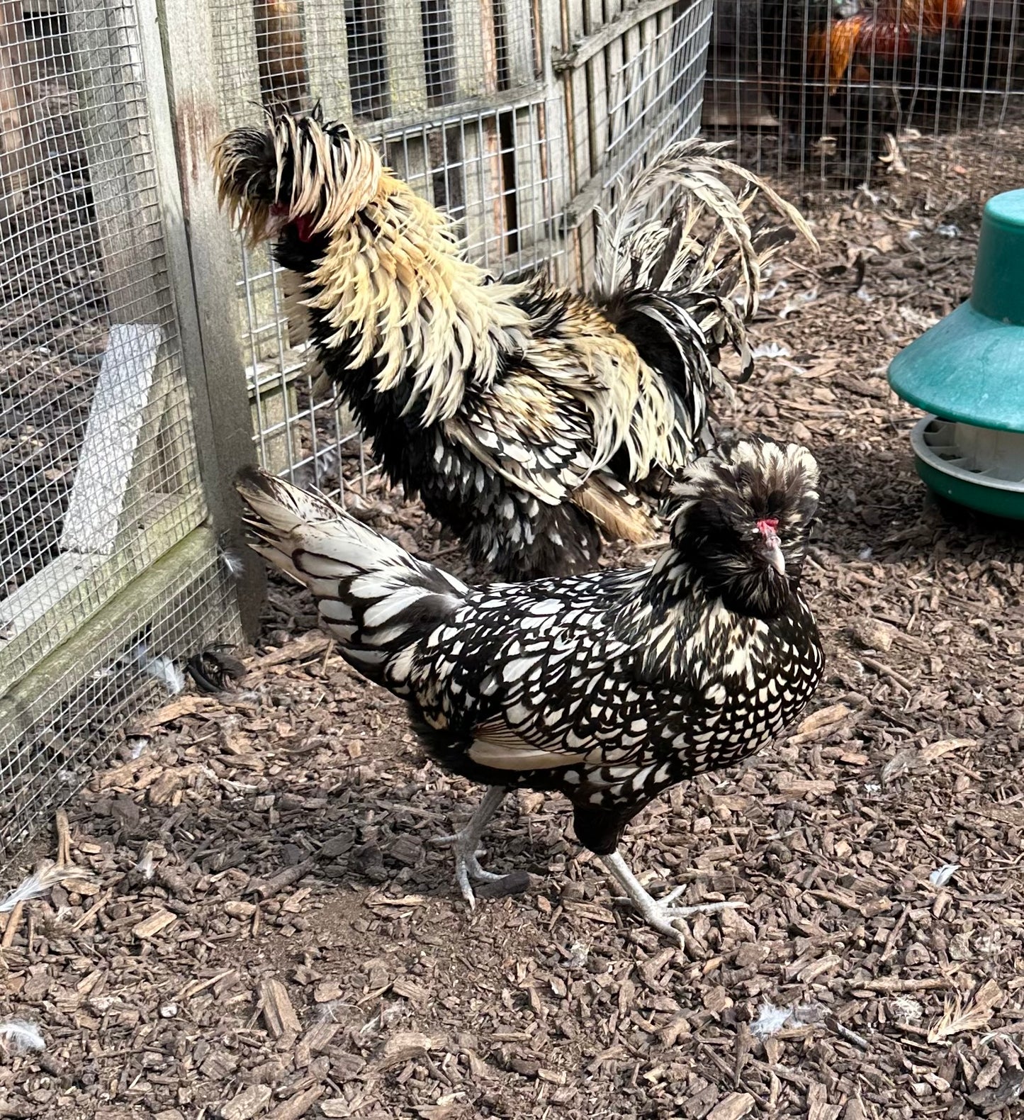 Buff laced polish frizzle bantam hatching eggs x 6