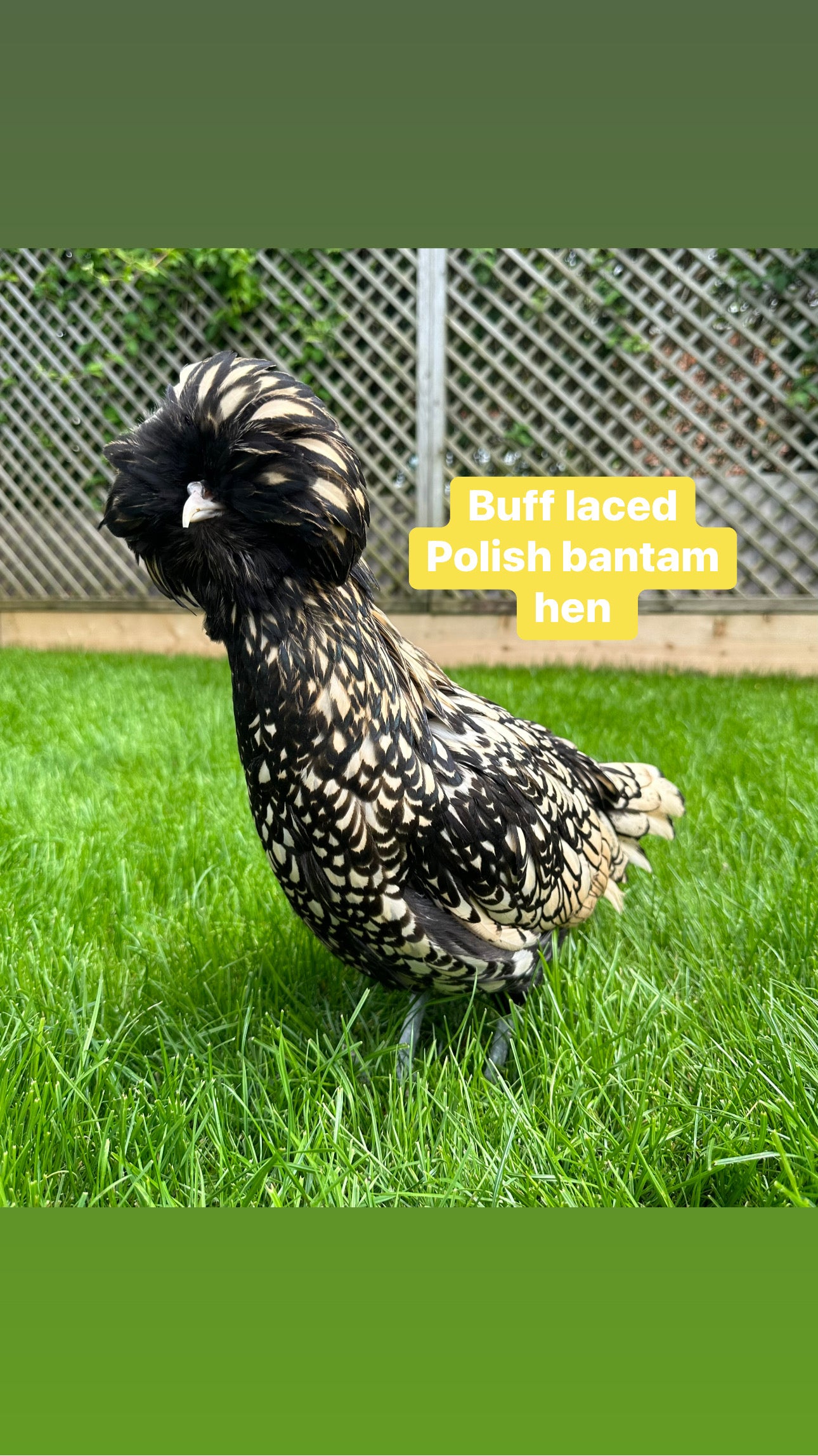 Polish bantams hens