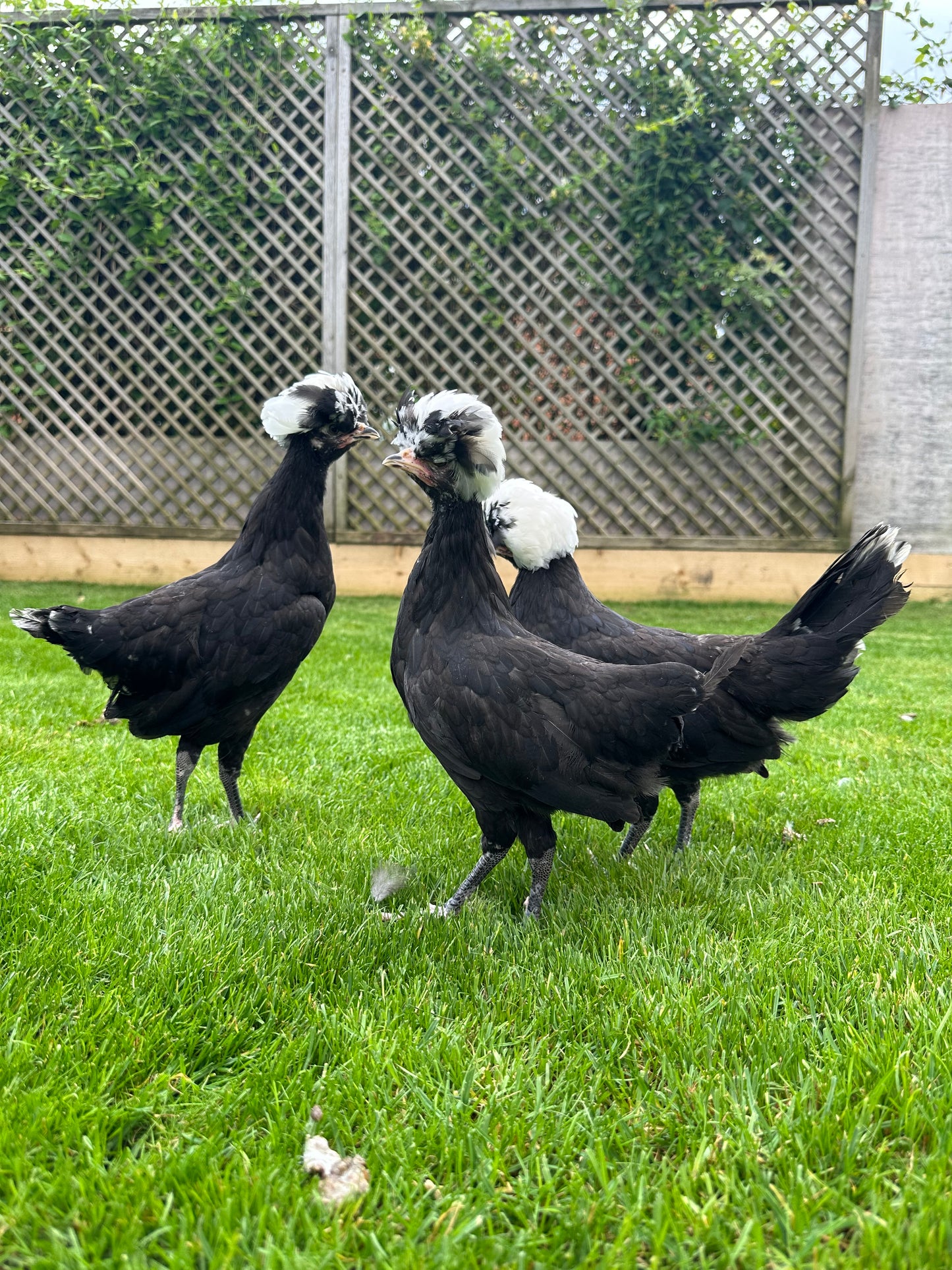 Polish bantam hatching eggs