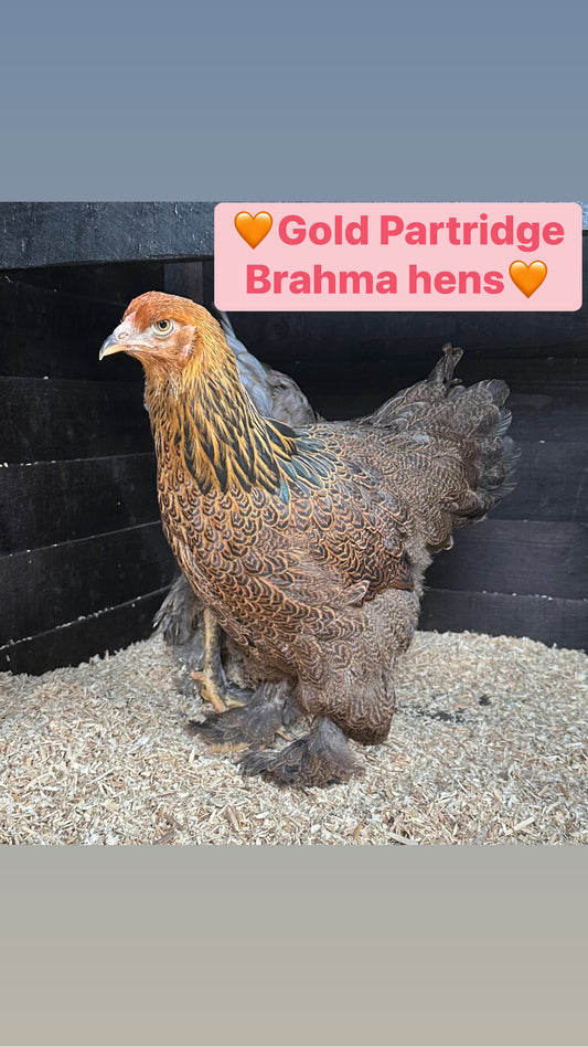 Gold Partridge Brahma hen