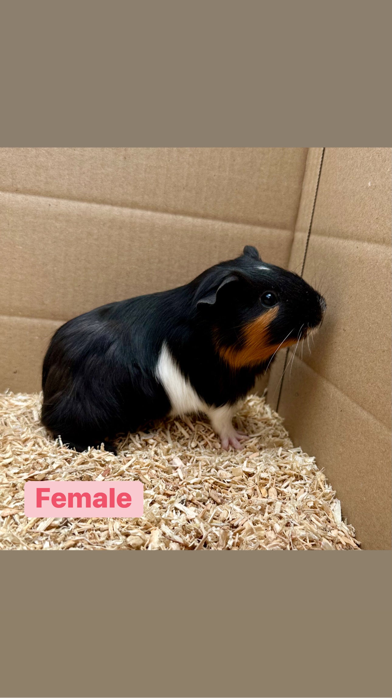 Female Guinea pigs
