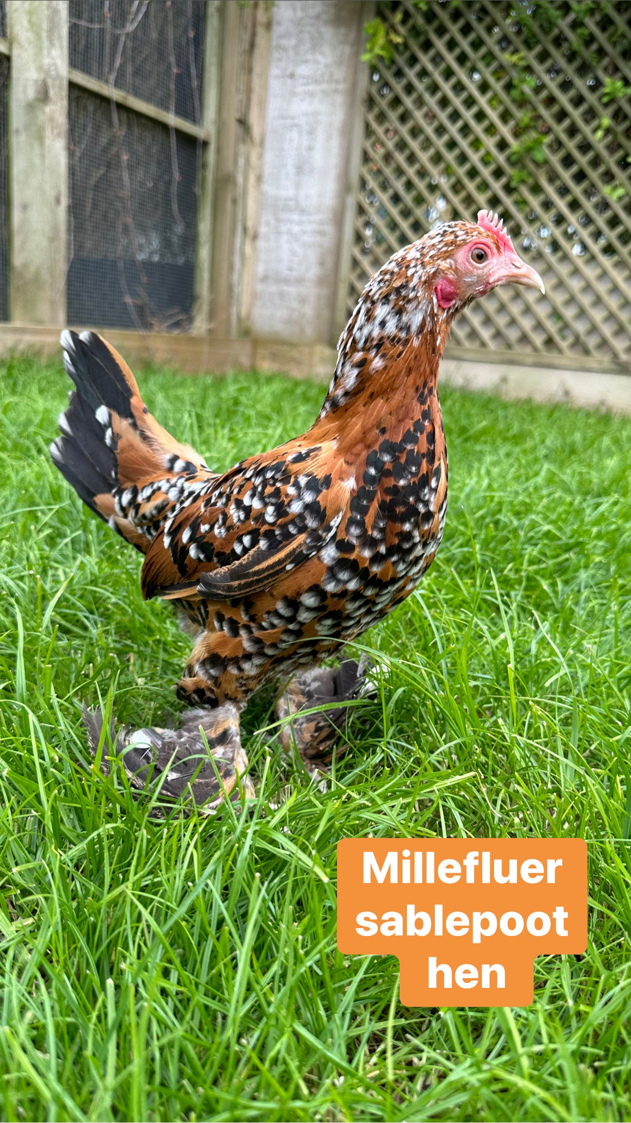 Sablepoot bantam hen