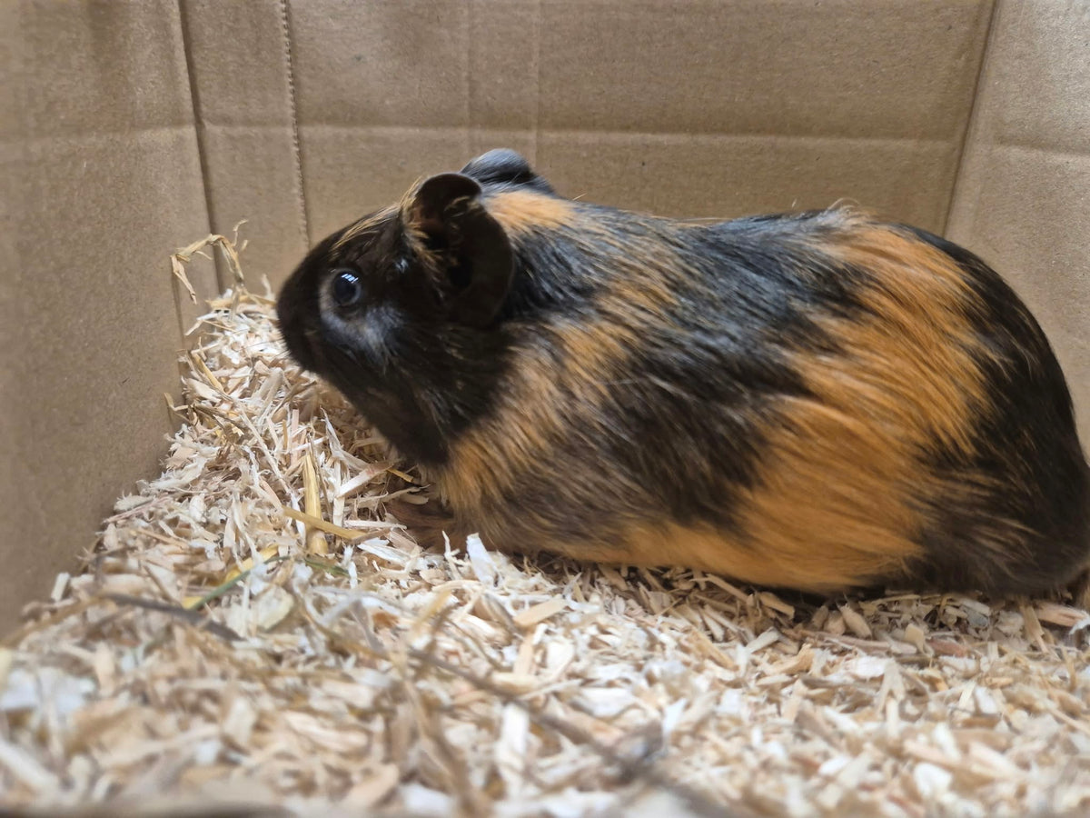 Female Guinea pigs