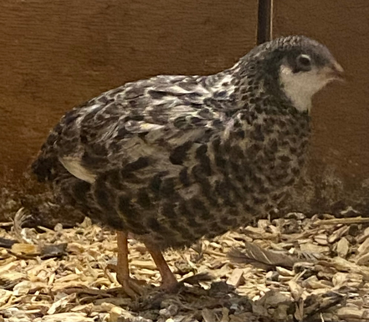 Chinese painted quail