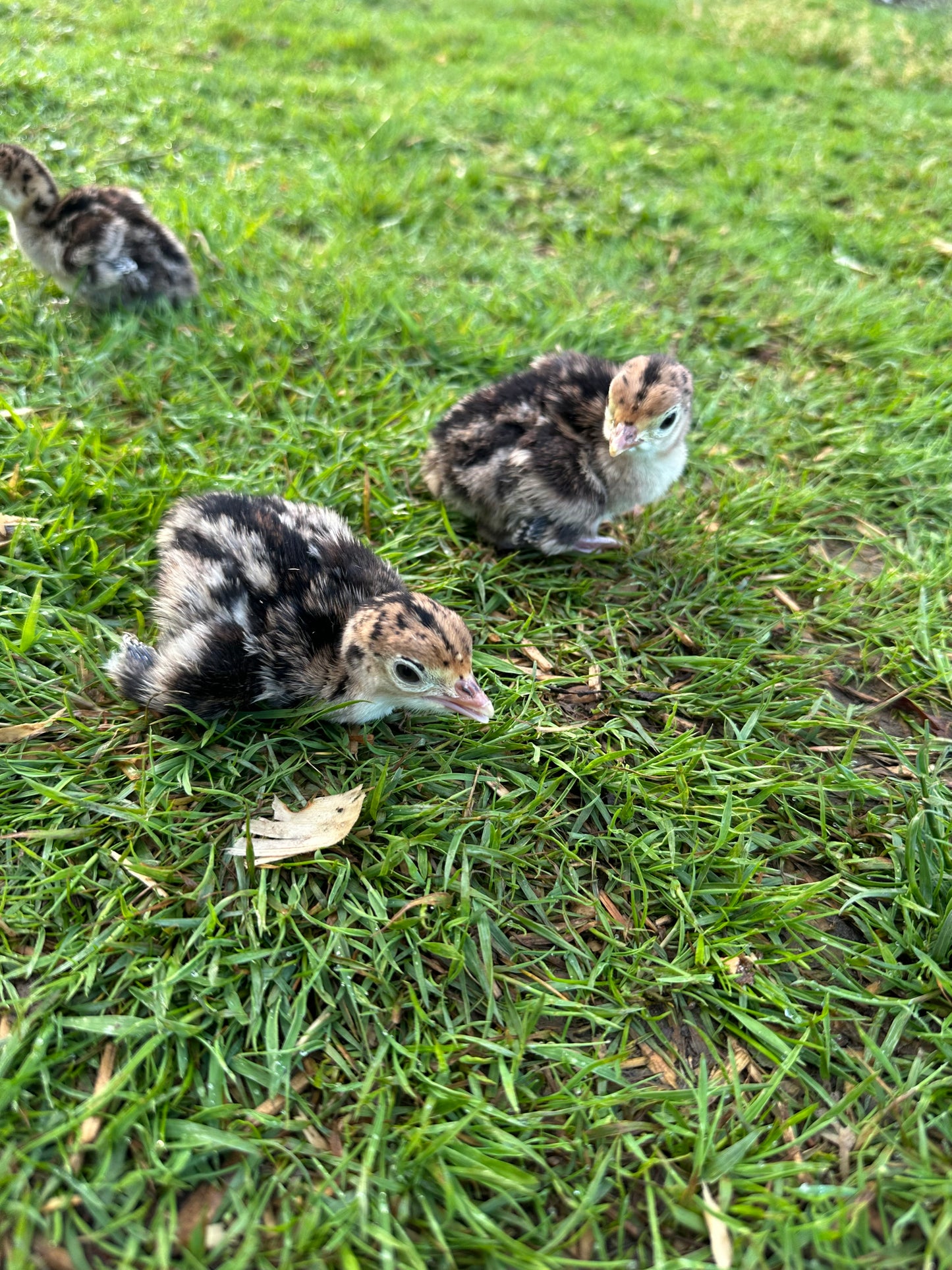 Bronze turkey poults