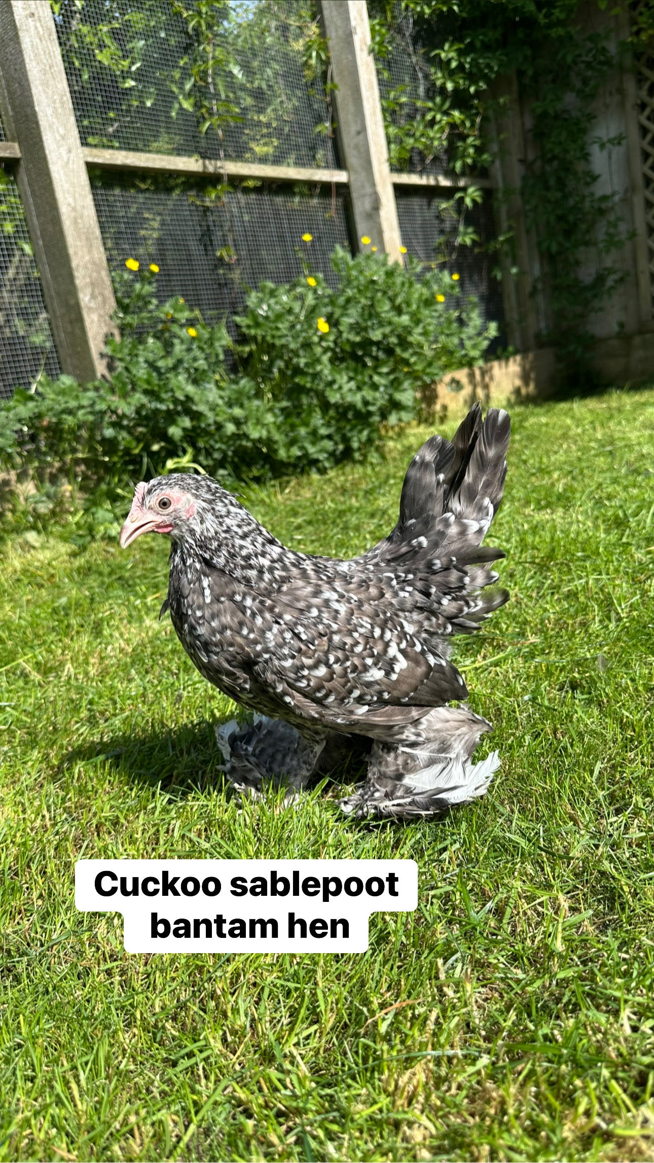 Mixed bantam hatching eggs