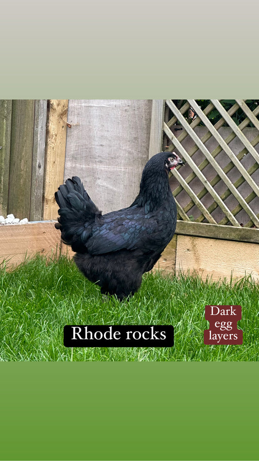 Rhode Rock hen