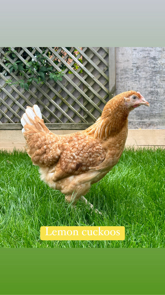 Lemon cuckoo hens