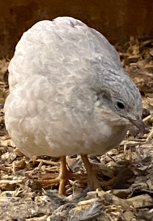 Chinese painted quail