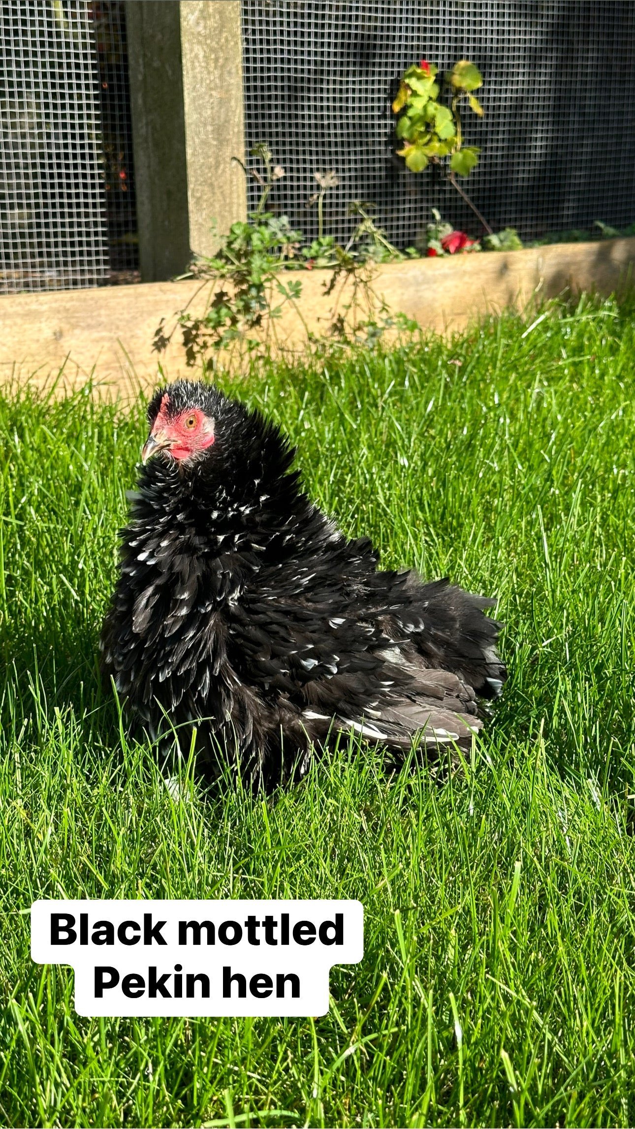 Mixed bantam hatching eggs