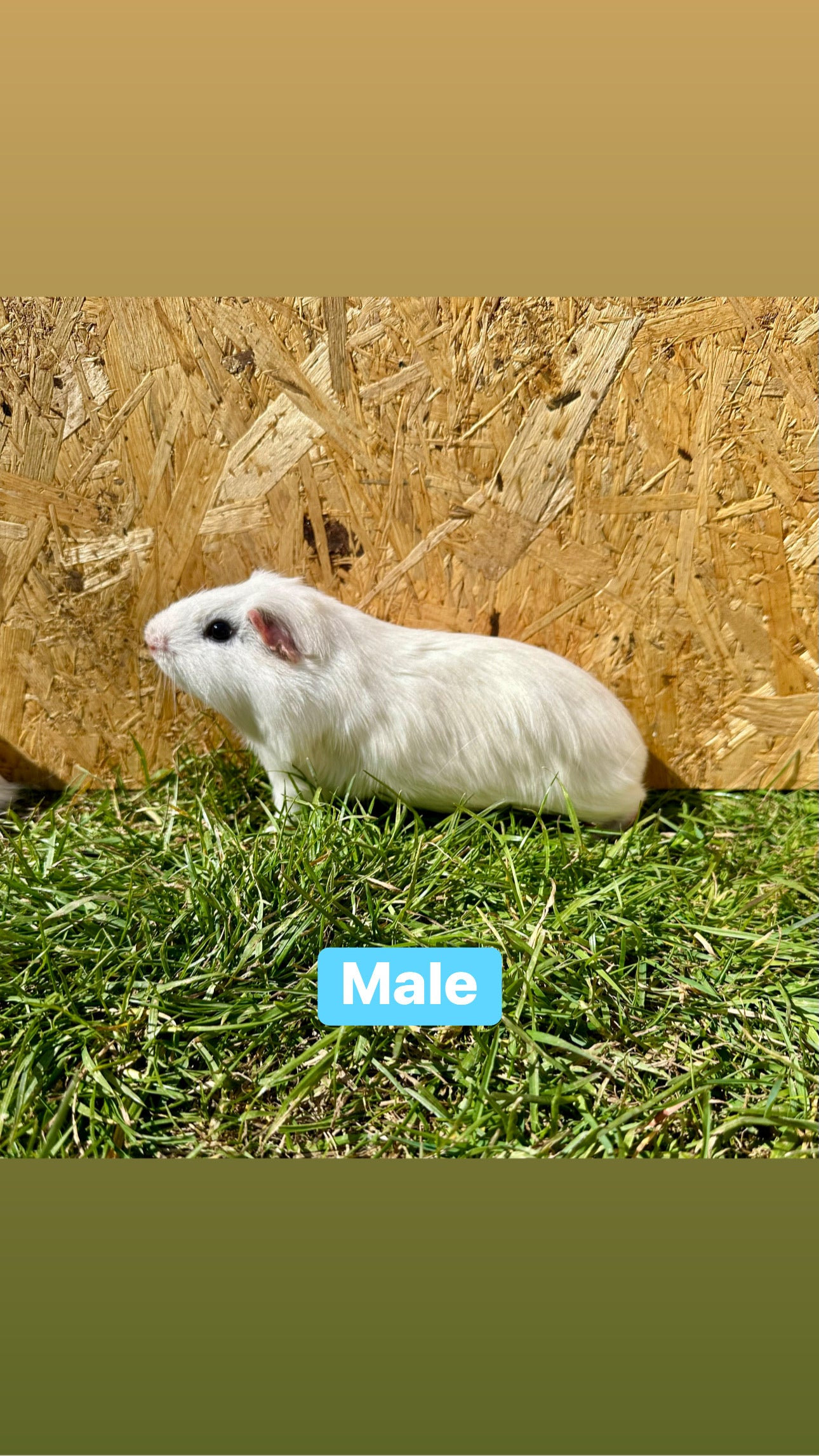 Male guinea pigs