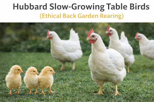Hubbard table birds (chicks)