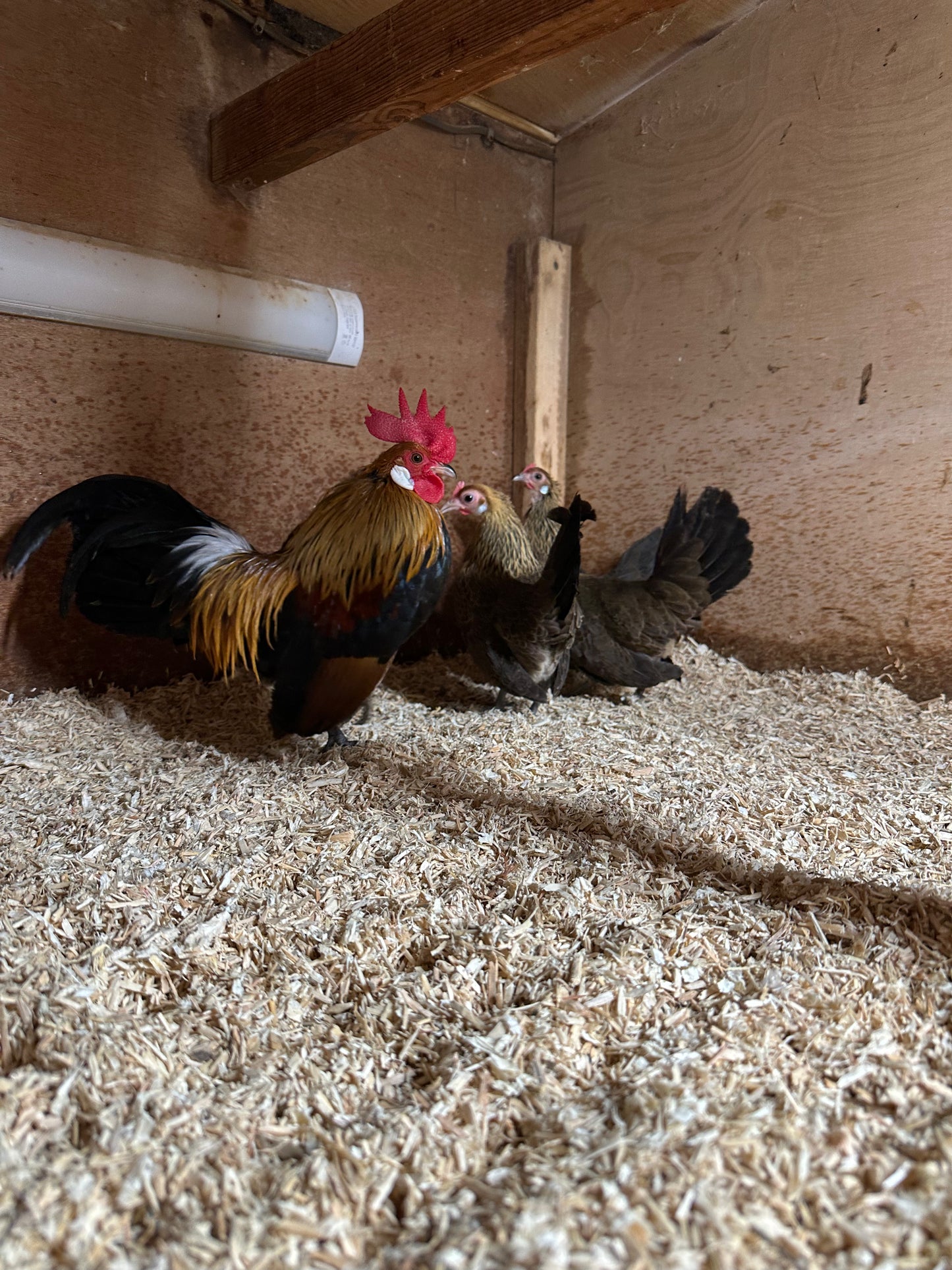 Gold Dutch bantam hatching eggs x 6