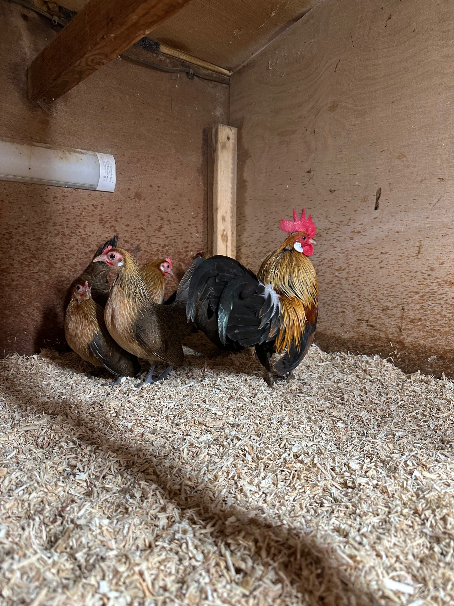 Gold Dutch bantam hatching eggs x 6