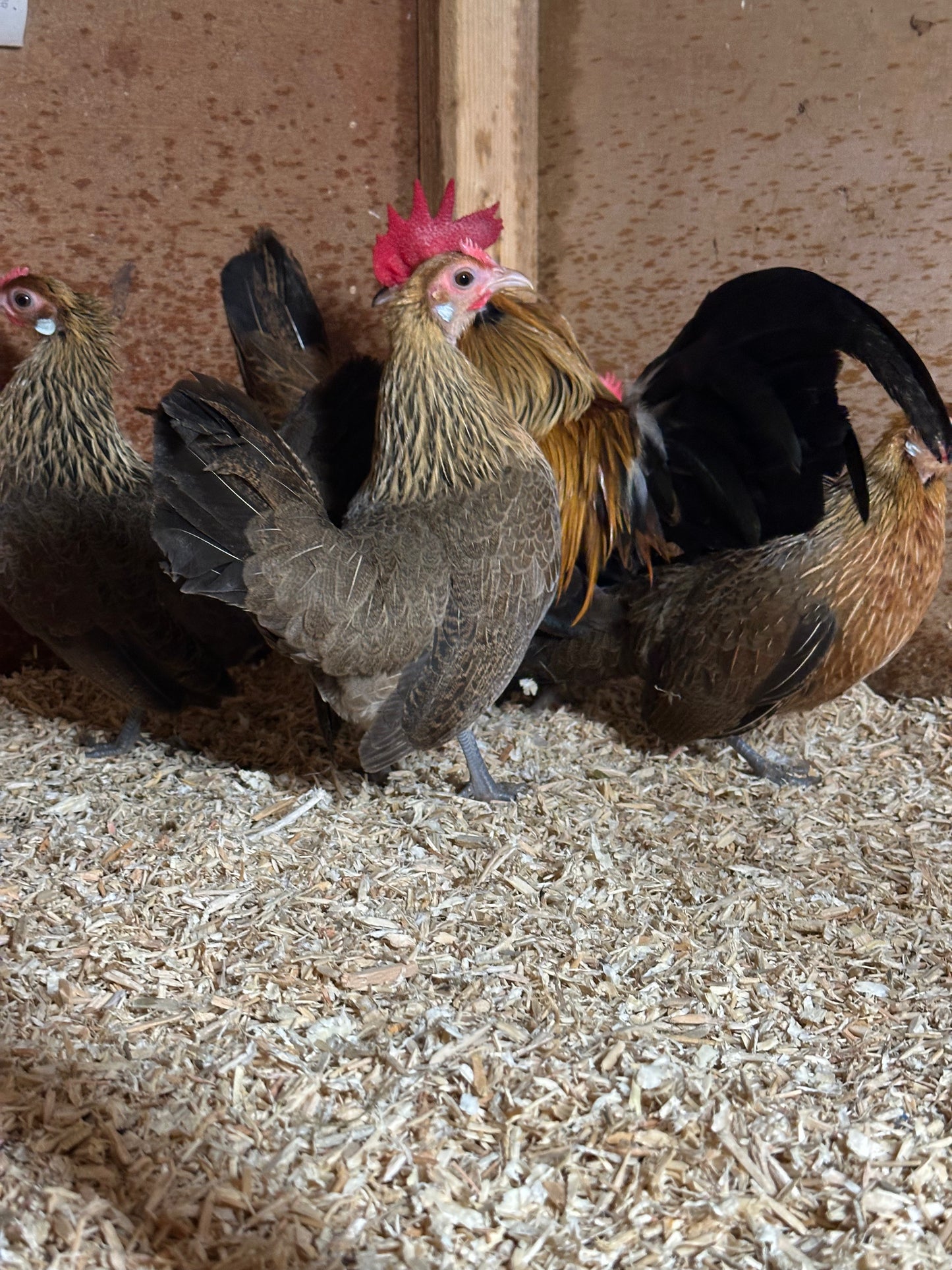 Gold Dutch bantam hatching eggs x 6