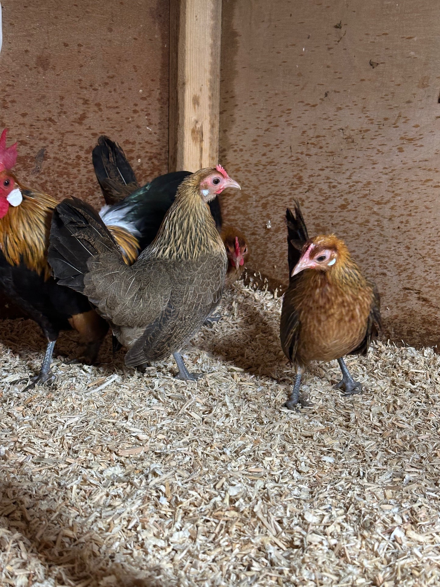 Gold Dutch bantam hatching eggs x 6