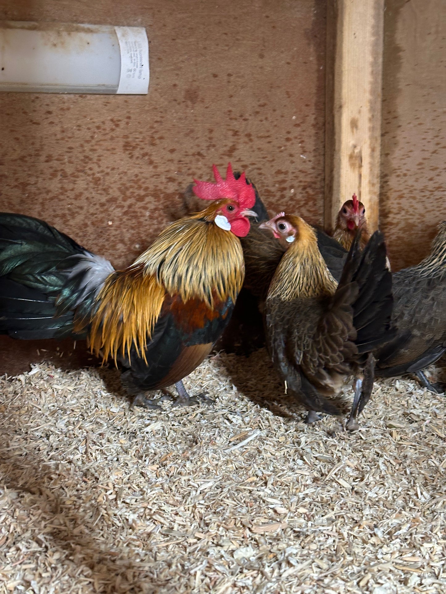 Gold Dutch bantam hatching eggs x 6