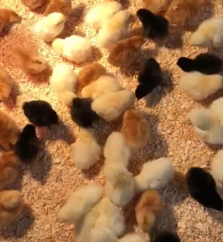 Day old female hybrid chicks (coloured egg layers)